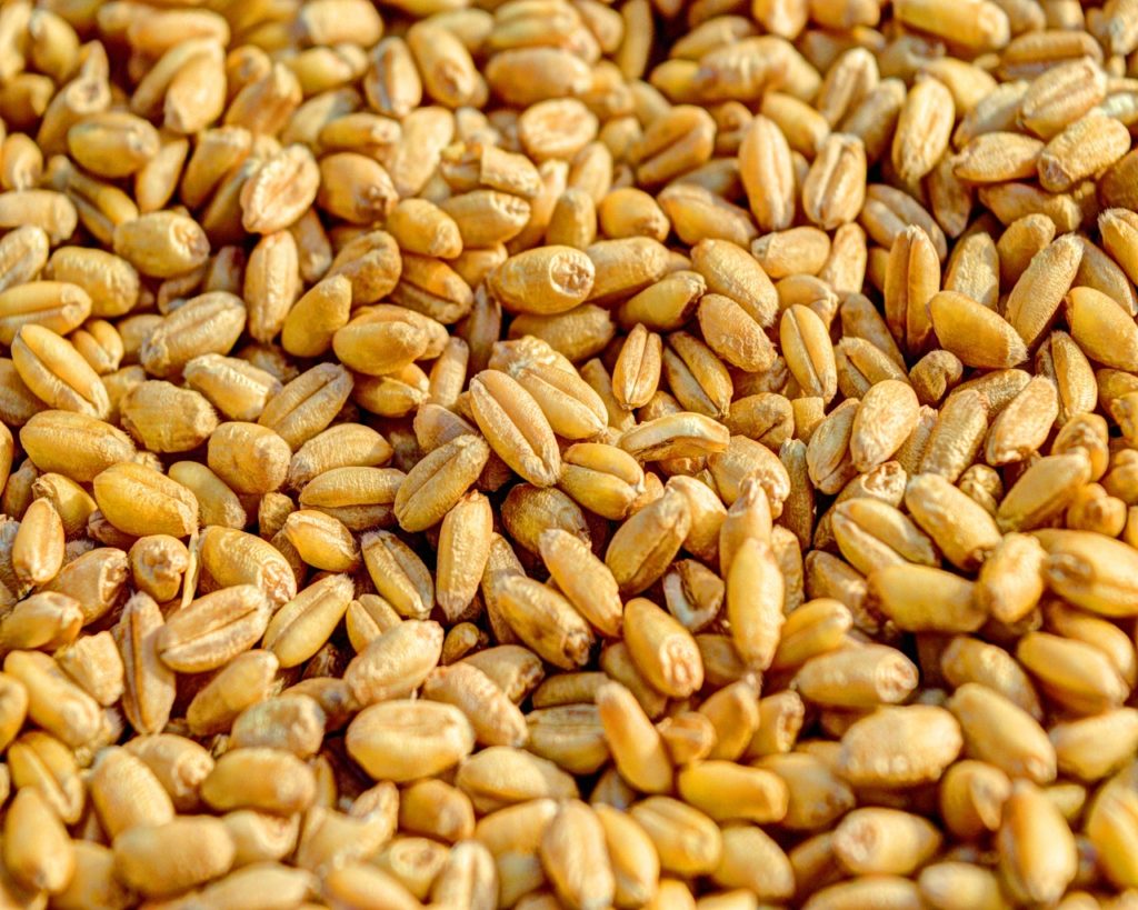 Rusia insiste: la prórroga del acuerdo del grano se extiende por 60 días Rusia insiste: la prórroga del acuerdo del grano se extiende por 60 días