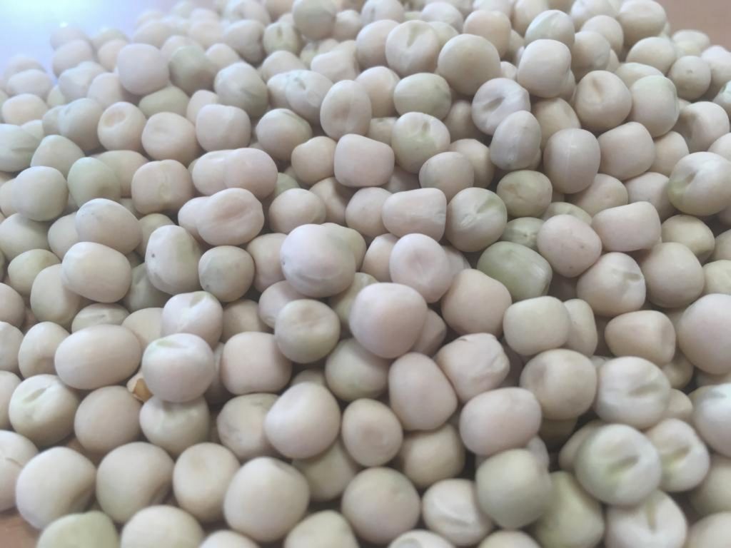 El guisante grano puede sustituir a la soja y al maíz en los concentrados de cebo según un estudio del CITA El guisante grano puede sustituir a la soja y al maíz en los concentrados de cebo según un estudio del CITA