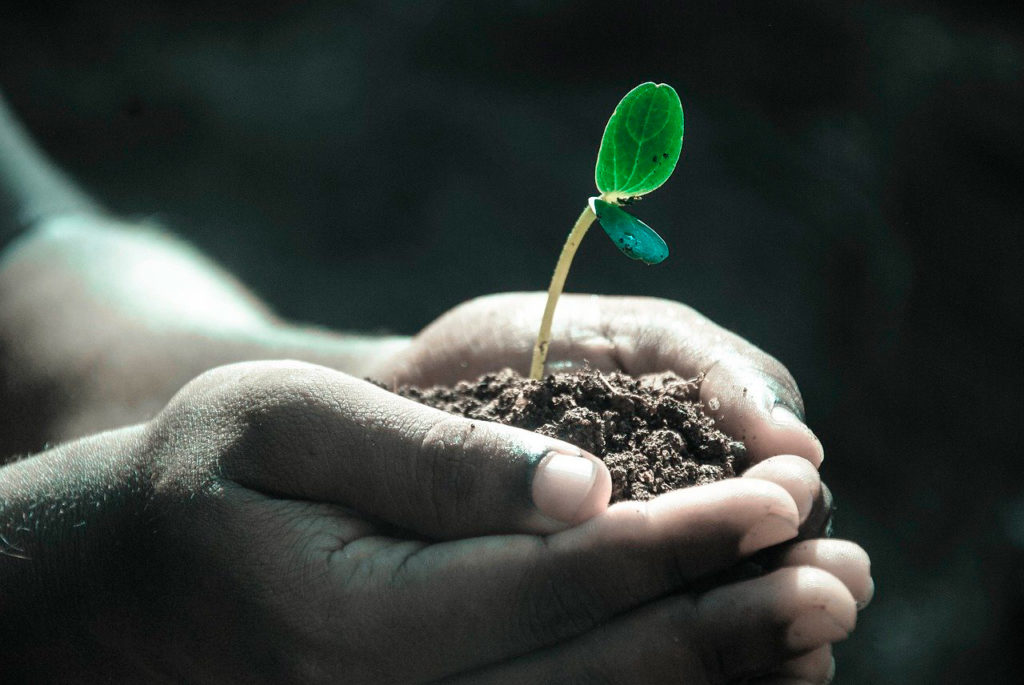 2020, Año Internacional de la Sanidad Vegetal  