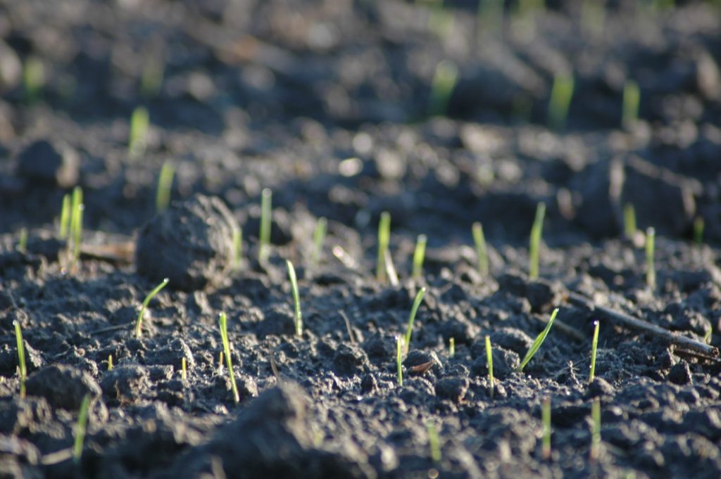 Con la lluvia llegan las primeras siembras a los campos altoaragoneses Con la lluvia llegan las primeras siembras a los campos altoaragoneses