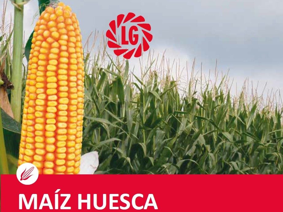 Aragón en segundo lugar a nivel nacional al alcanzar prácticamente las 100.000 hectáreas de cultivo de maíz  