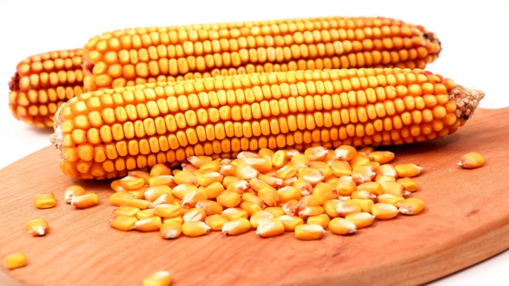 El maíz, el cereal más cultivado en el mundo  