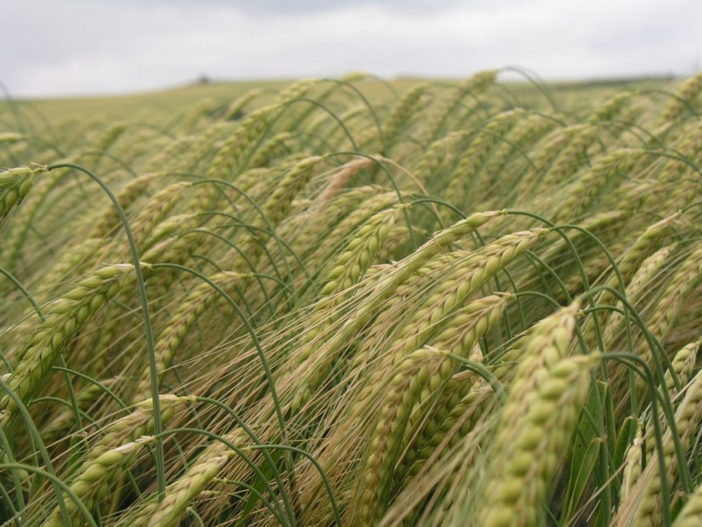 Con una producción que ronda las 3,5 Millones de TM, Aragón prevé una cosecha récord de cereal Con una producción que ronda las 3,5 Millones de TM, Aragón prevé una cosecha récord de cereal
