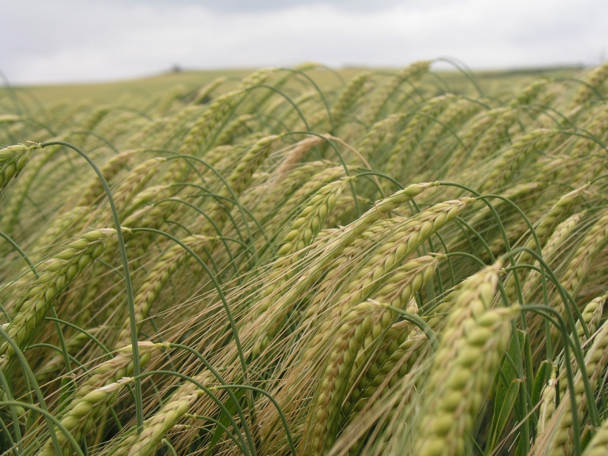 Asesoramiento agrario Asesoramiento agrario