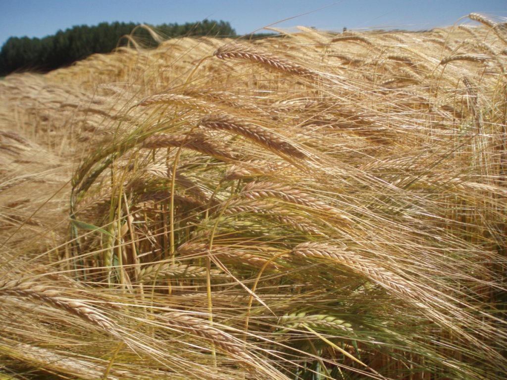 Las elevadas temperaturas de mayo hacen peligrar la cosecha del cereal  