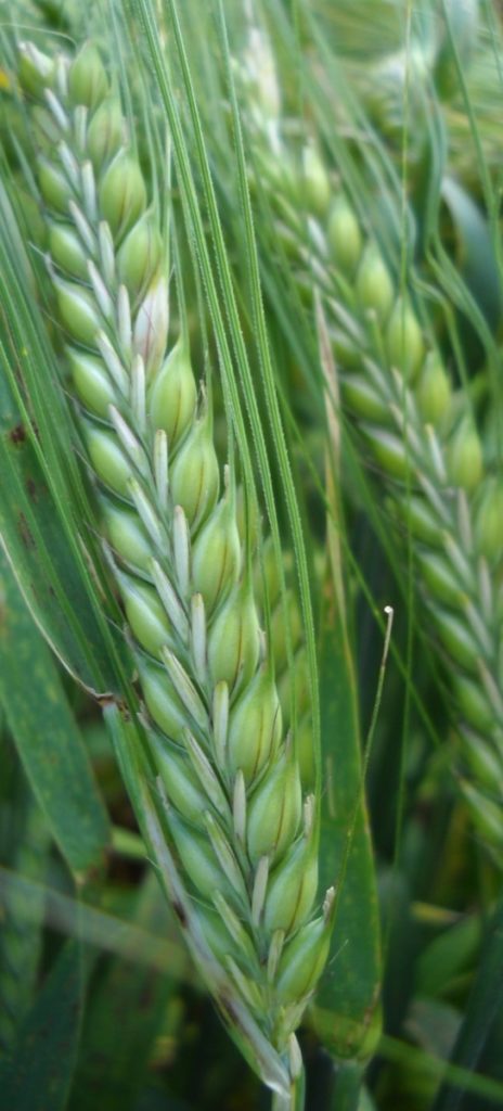 Finalizada la campaña de ensayos agronómicos de cultivos de invierno para el registro de nuevas variedades  