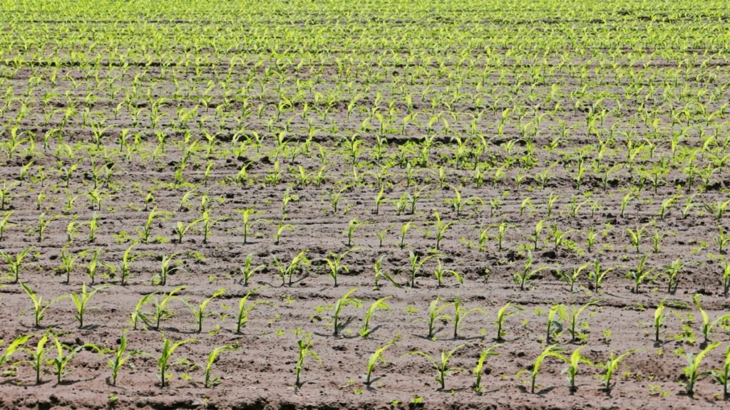 Bioestimulantes en el maíz: características y funciones  
