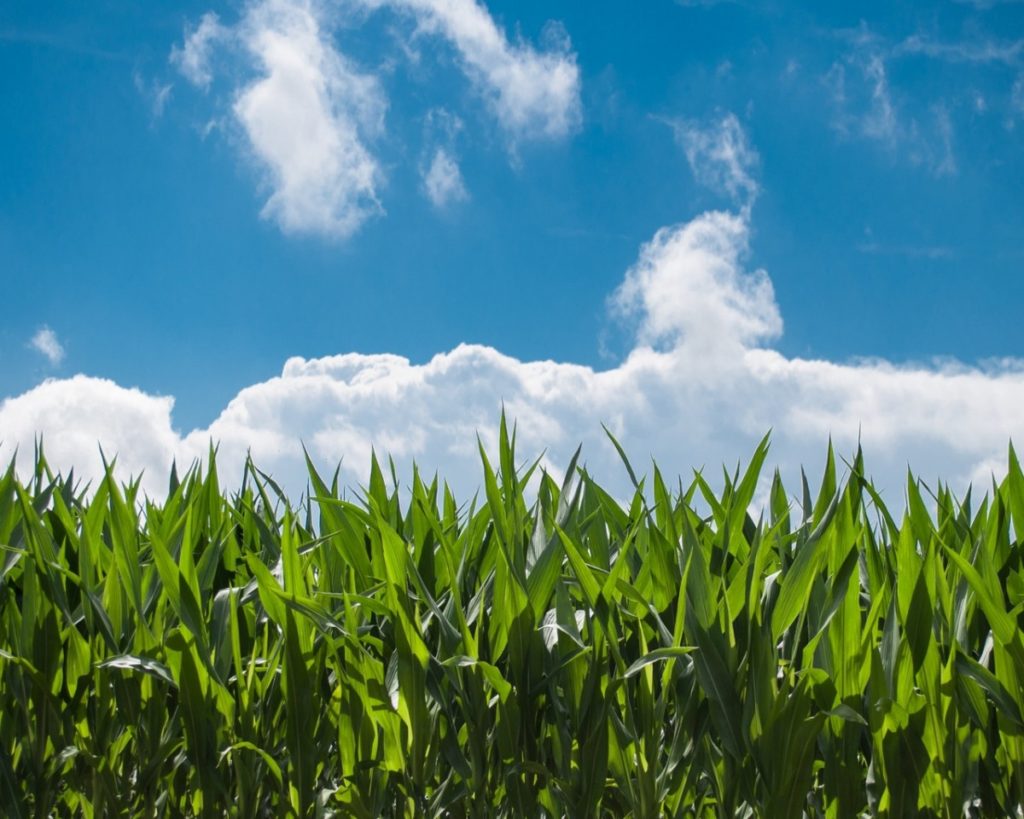 Los múltiples beneficios del cultivo de maíz en segunda cosecha  