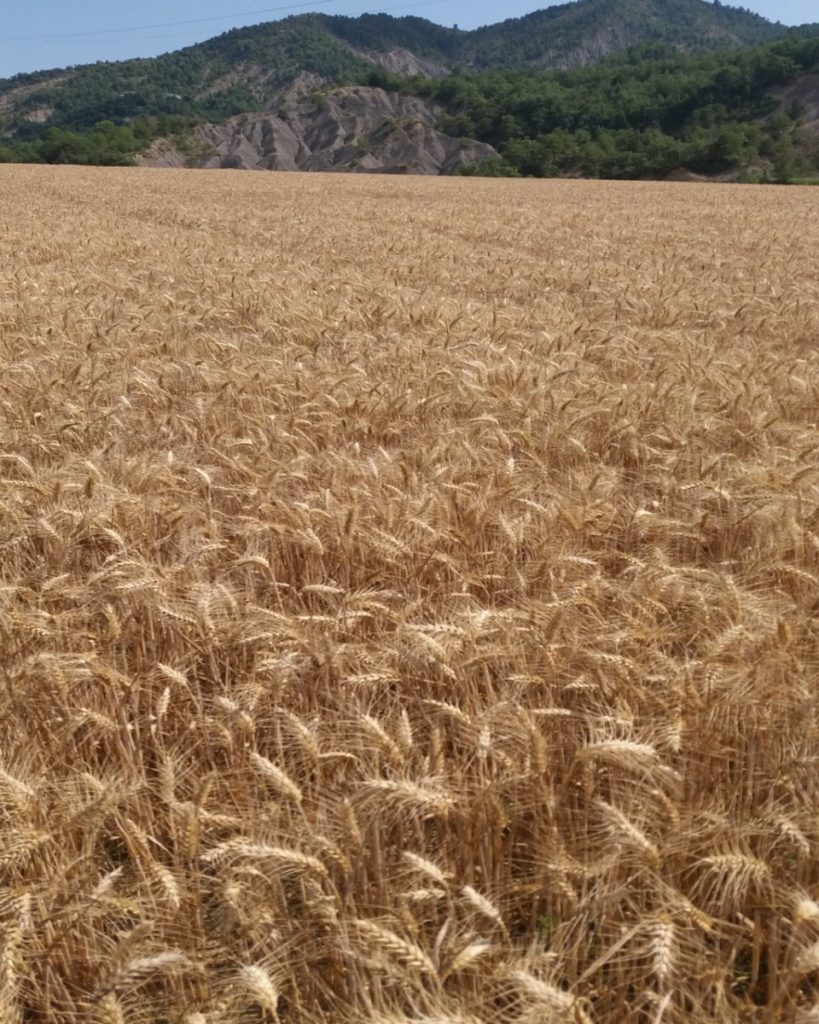 El esfuerzo diario del sector agroalimentario para que todos los españoles hayan tenido harina y pan durante el confinamiento. El esfuerzo diario del sector agroalimentario para que todos los españoles hayan tenido harina y pan durante el confinamiento.