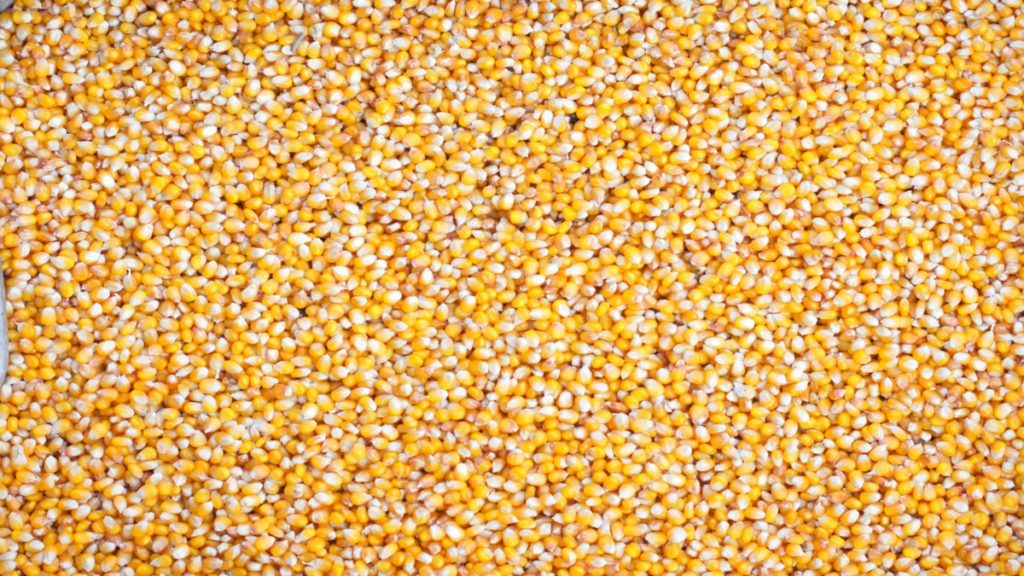 Los beneficios nutricionales que aporta el consumo de cereales Los beneficios nutricionales que aporta el consumo de cereales