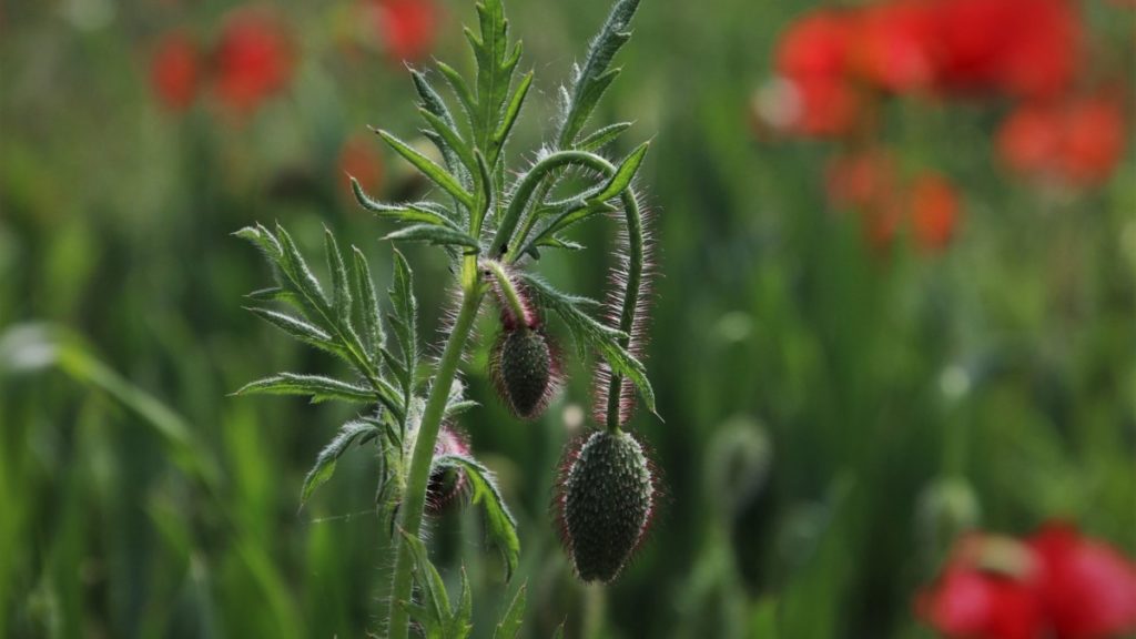 Investigadores hallan una nueva planta invasora resistente a herbicidas en Huesca y Lleida Investigadores hallan una nueva planta invasora resistente a herbicidas en Huesca y Lleida