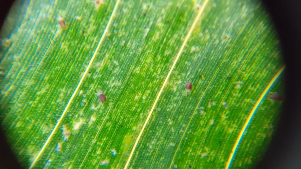 Descontento con el Ministerio de Agricultura por negarse a autorizar el uso de Abamectina contra la araña roja Descontento con el Ministerio de Agricultura por negarse a autorizar el uso de Abamectina contra la araña roja