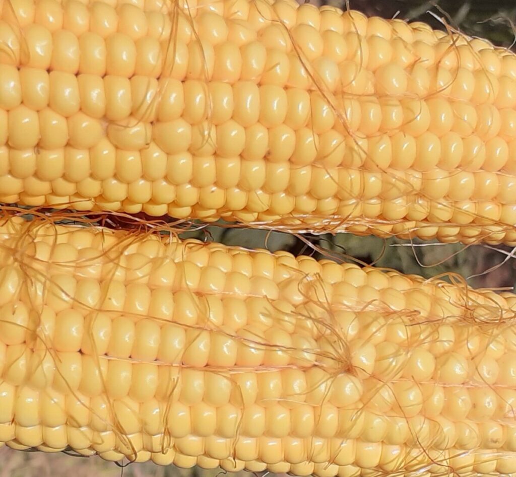 Semilla de maíz “Bowen”: Alta producción  