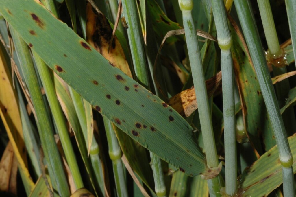 ¿Qué es el “Helminthosporium”?  