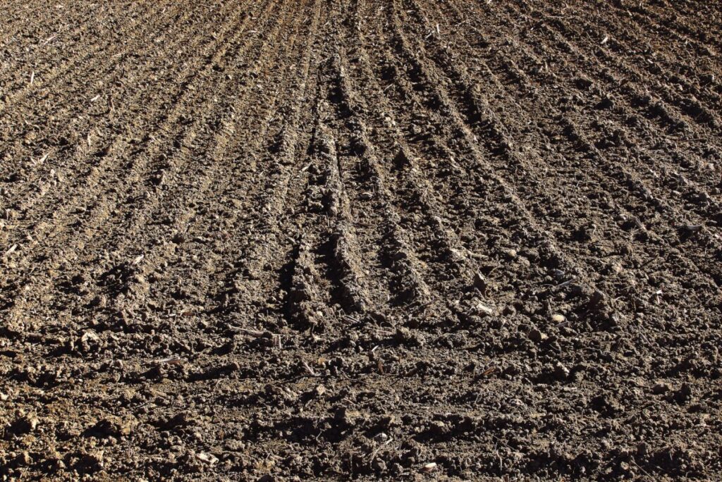Unas 600.000 hectáreas en barbecho se cultivarán ahora de maíz y girasol según previsiones del ministro Planas  