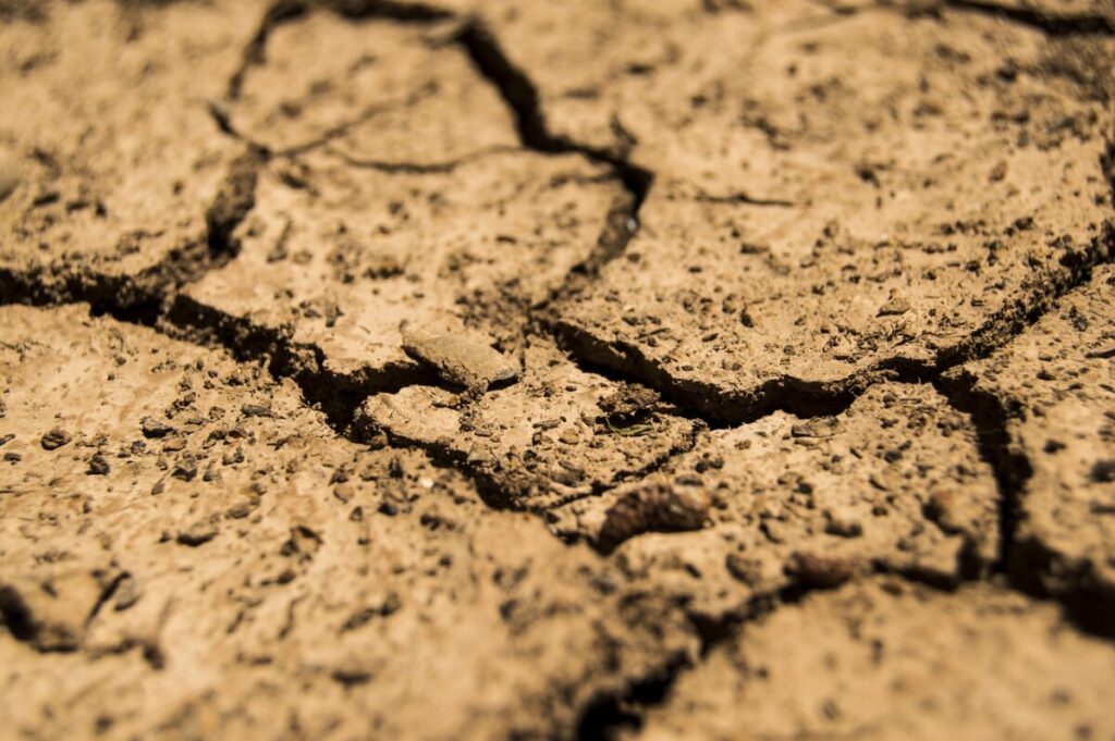 La producción de cereal de invierno en Aragón desciende en un 34%  