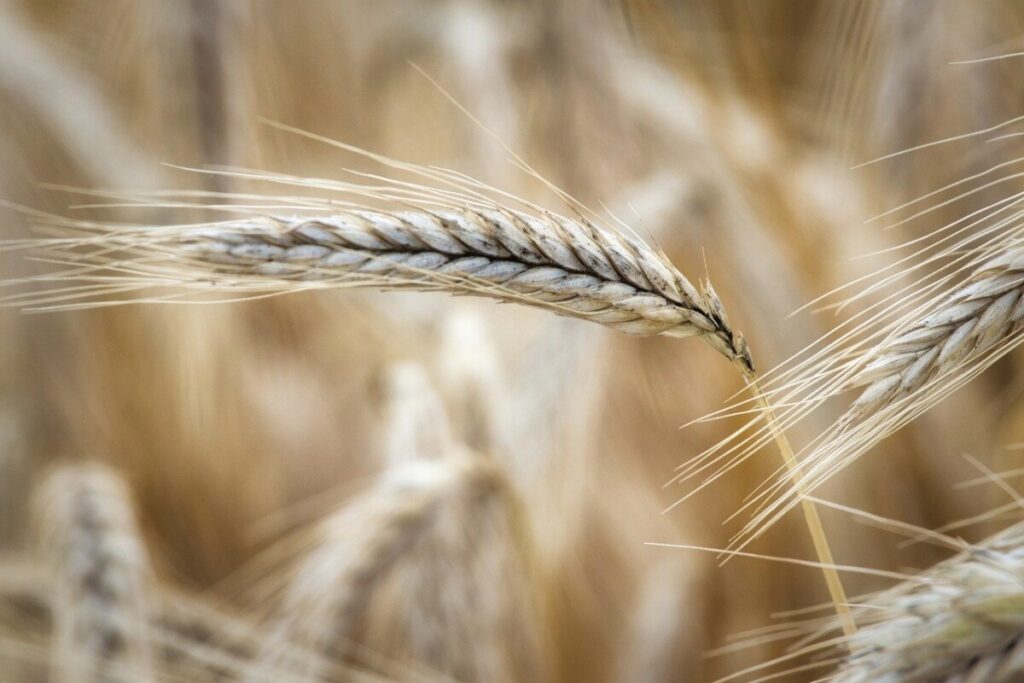 Entrada en vigor de los nuevos niveles de micotoxinas en cereales  