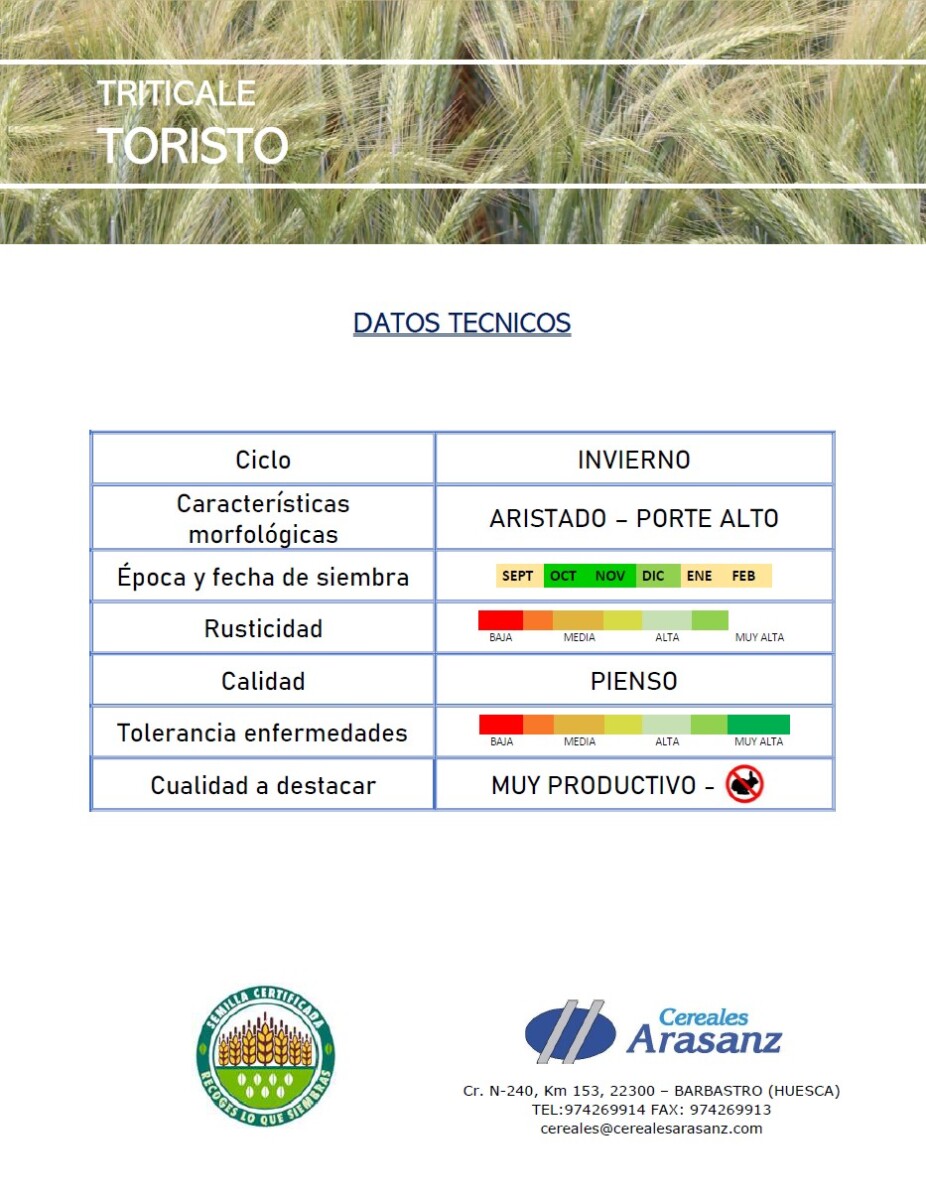Triticale Toristo  