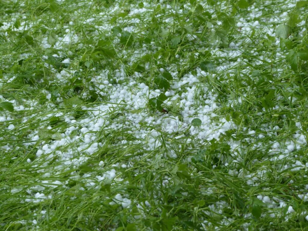 El granizo causa daños en numerosos campos de cereales aragoneses El granizo causa daños en numerosos campos de cereales aragoneses