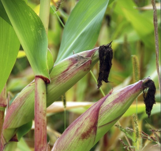 Asesoramiento agrario Asesoramiento agrario